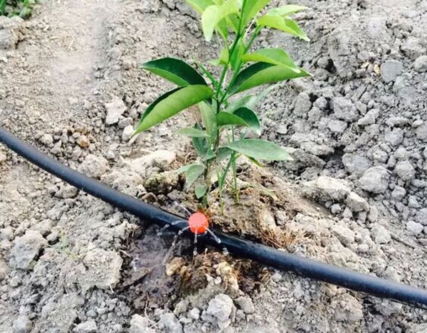 柑橘滴灌水肥一体 化项目，效率高节水灌溉项目