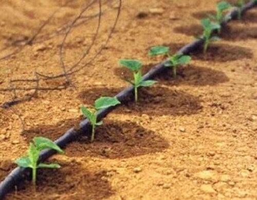 三河市蔬菜水肥一体 化项目滴灌设备安装